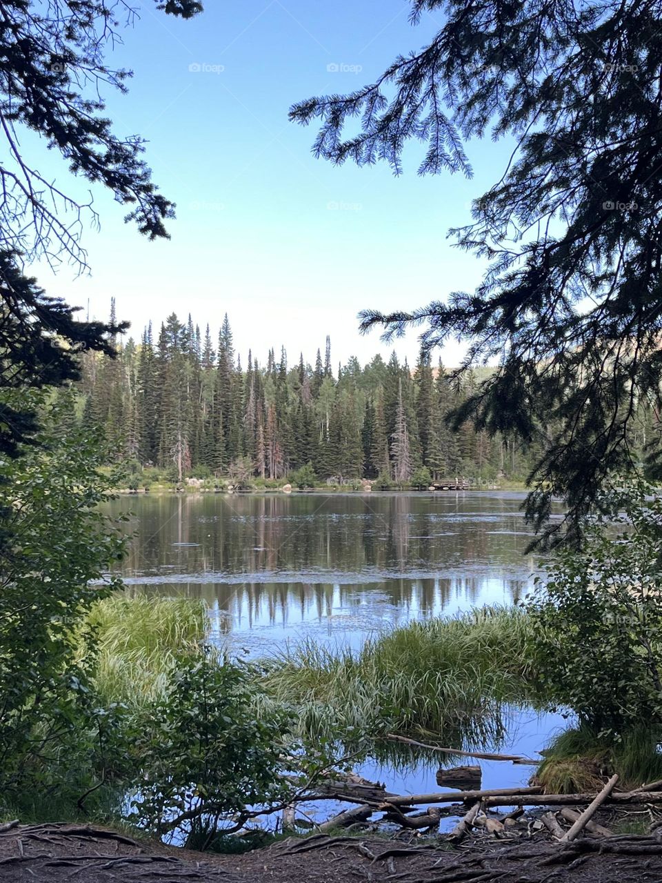 Forests so beautiful nature 