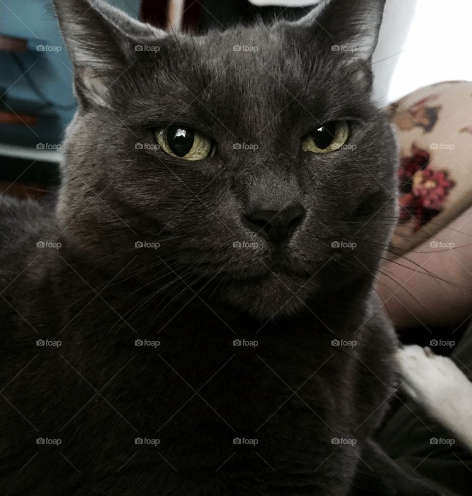 Nala . Shy Nala came out for some affection