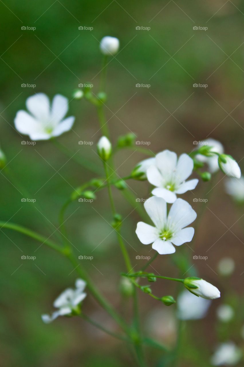 Isolated view of Baby’s Breath against a blurred green background in springtime -portrait