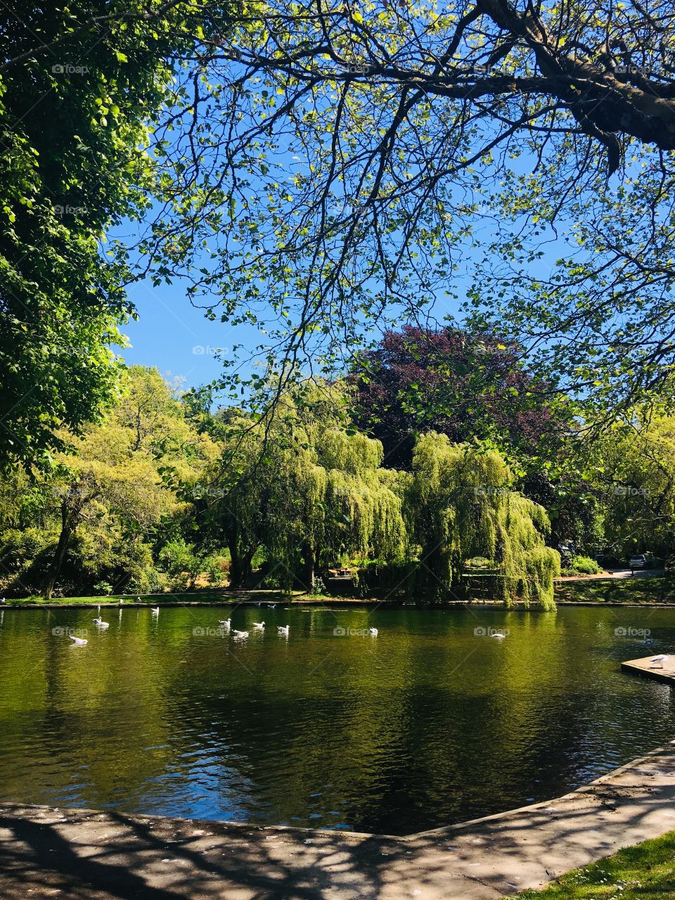 A local park in summer, blue sky, green surroundings and nothing but peace. 