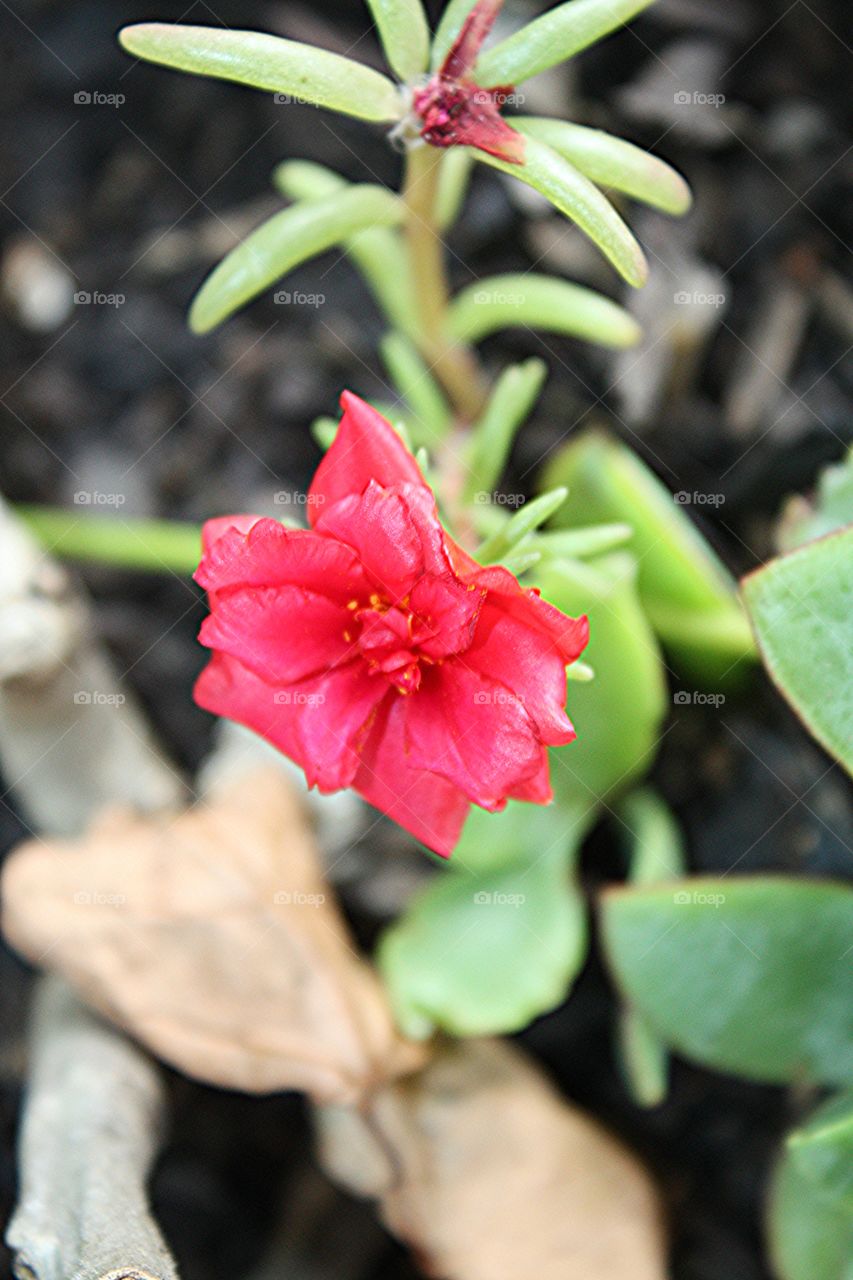 pink flower