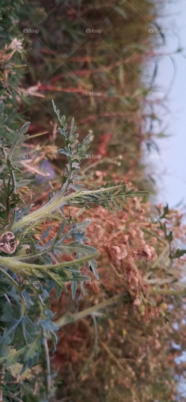 this photo take it river side 
click its natural weather (plants , tree, sky, )