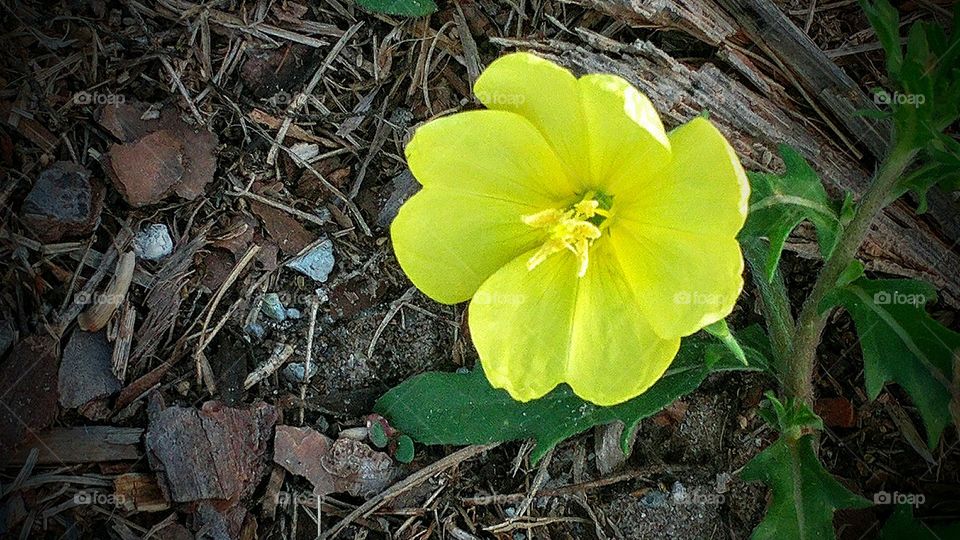 bright yellow flower on the forest ground