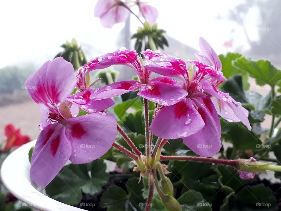 Sudden rainfall in the spring time has added beauty to this lovely geranium