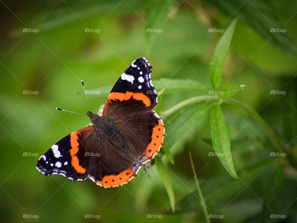 Butterfly on leaf