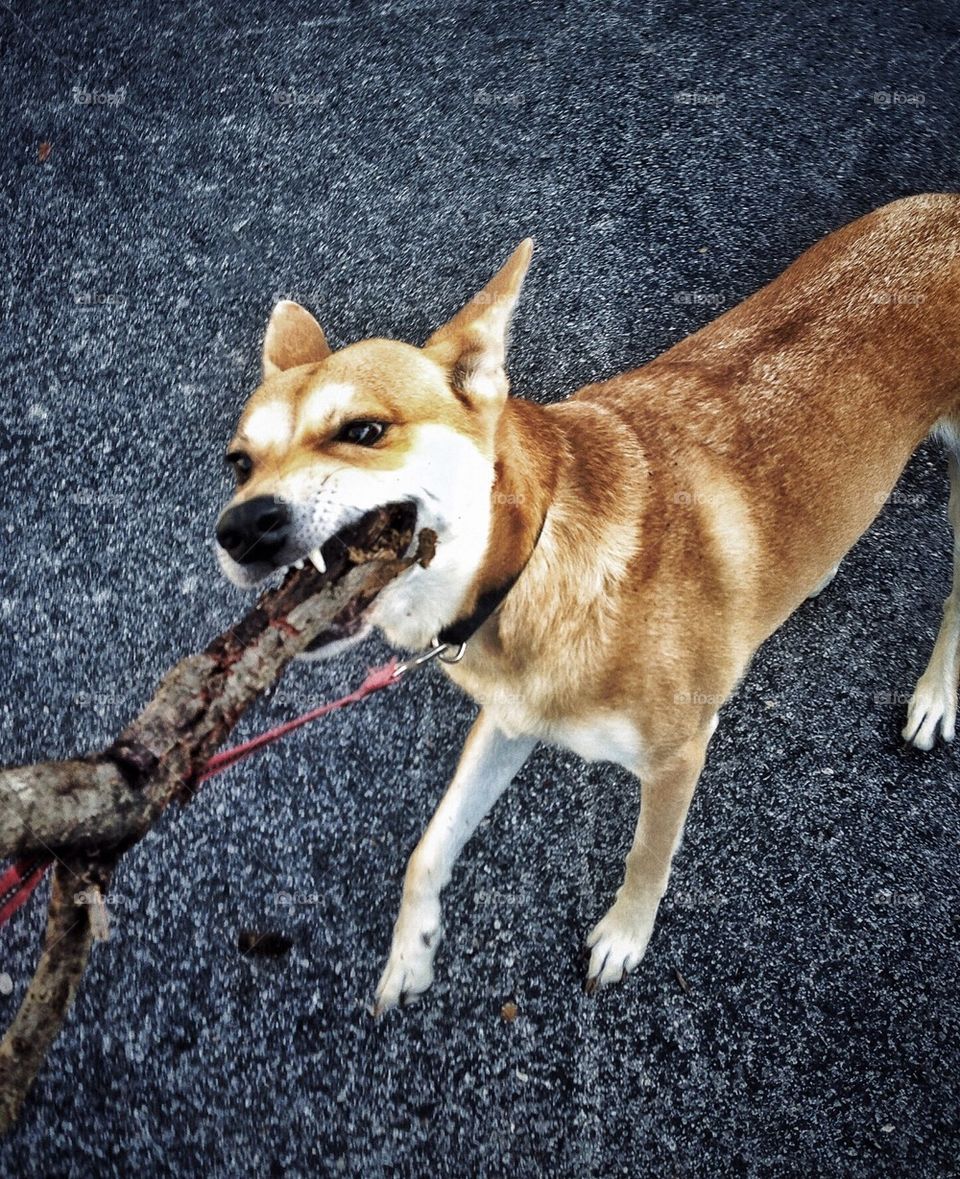 Willow likes to play with sticks
