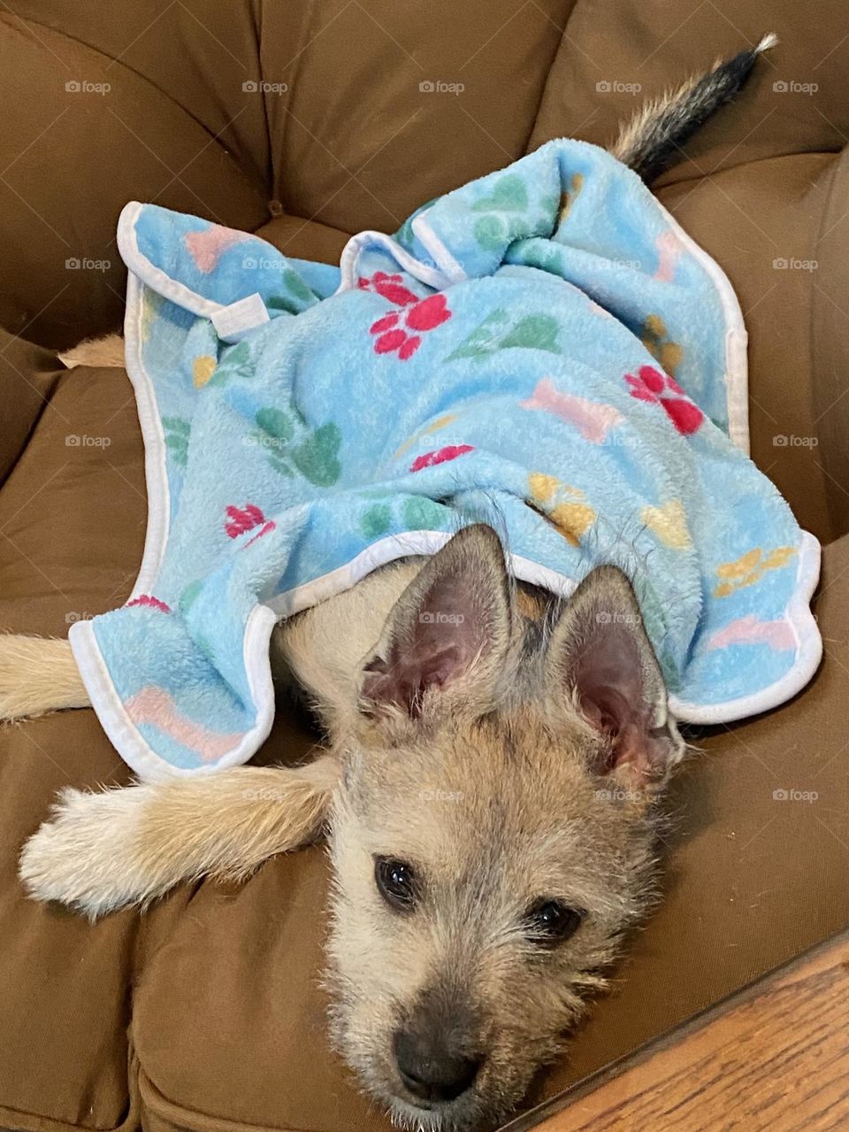 Baby blue fleece blanket for a puppy 