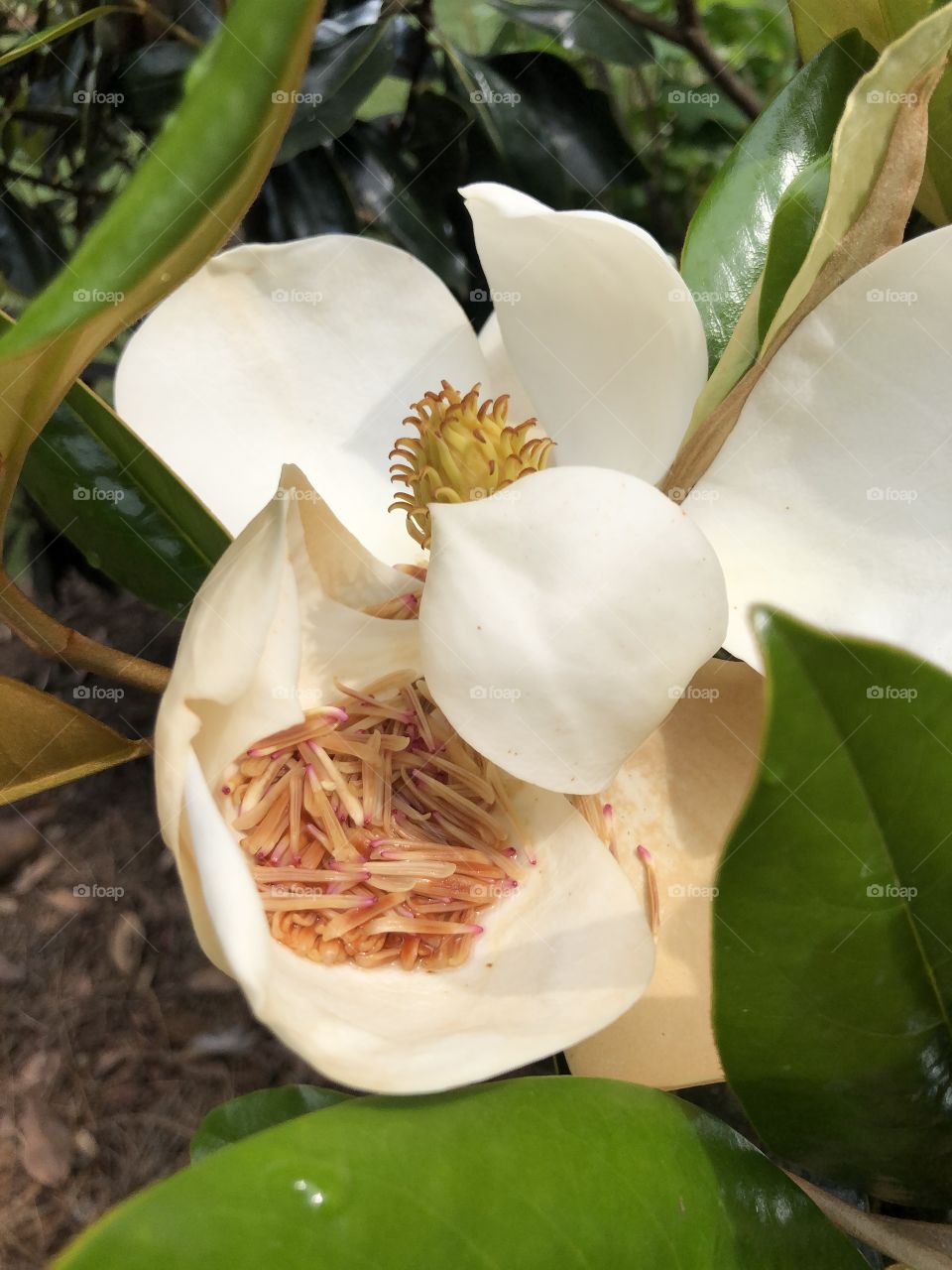 Magnolia blossom with pistils knocked down in heavy rain and collected in a puddle in one petal 