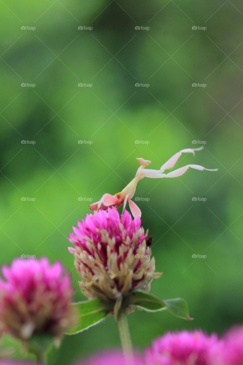 Praying mantis 