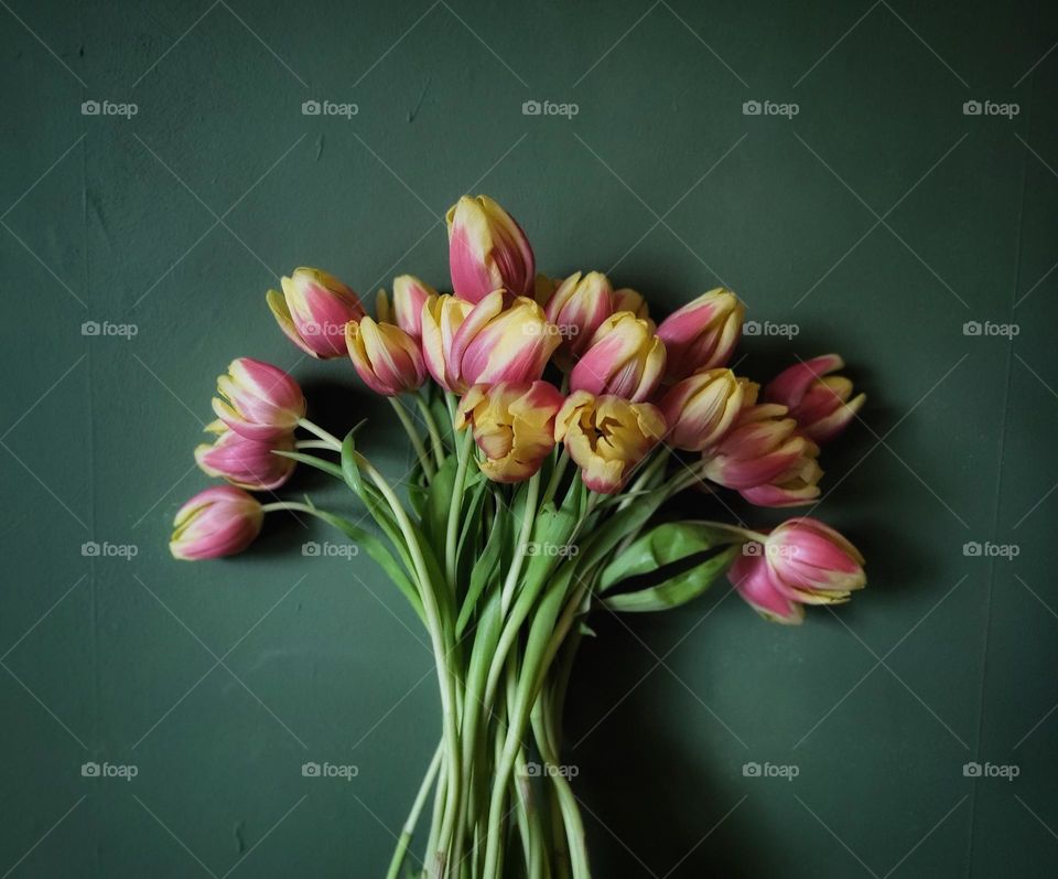 Tulips