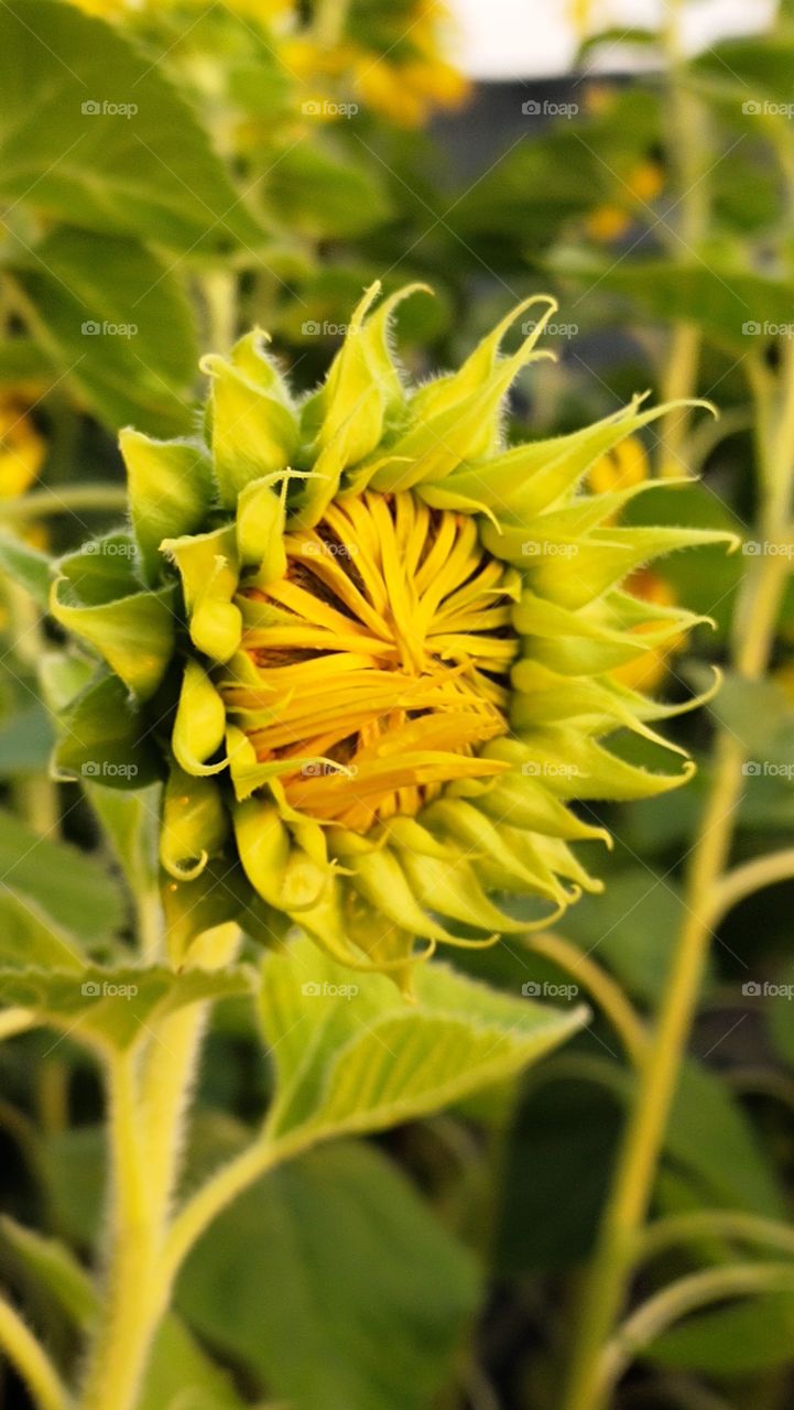 Nature, Leaf, Flora, Field, Flower