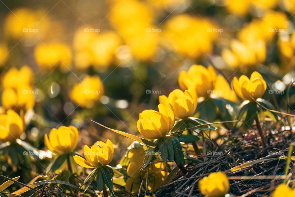 Spring is finally here