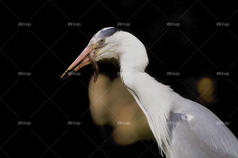 gray heron eating eel (some time ago) 