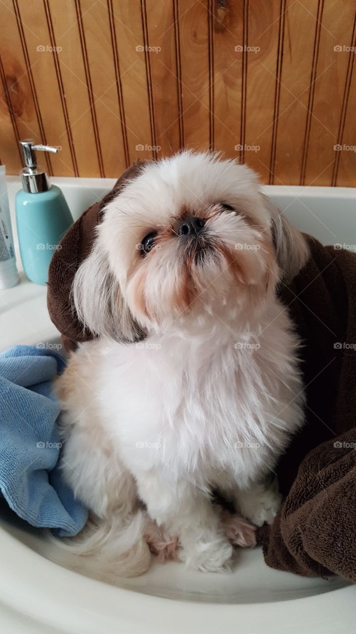 After a bath and blow dry....