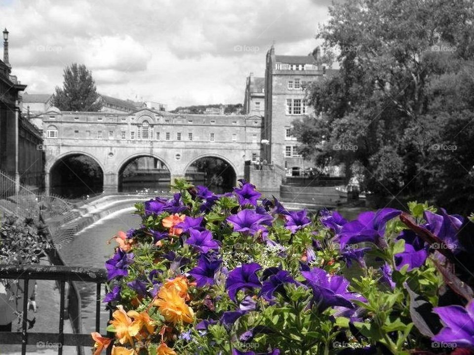 Flowers on the River