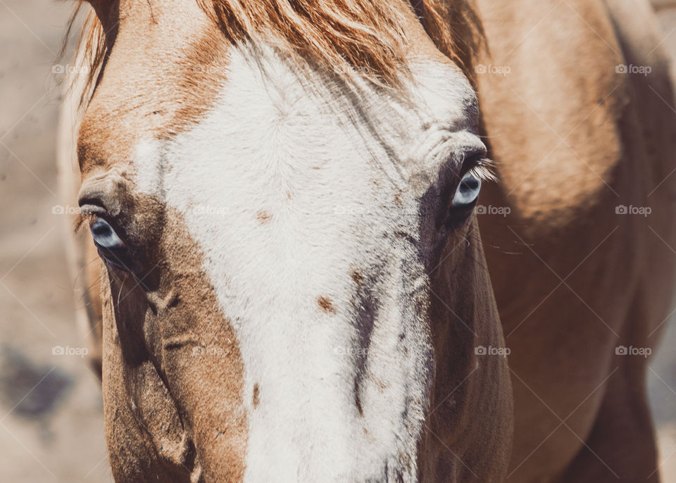 Close-up of horse