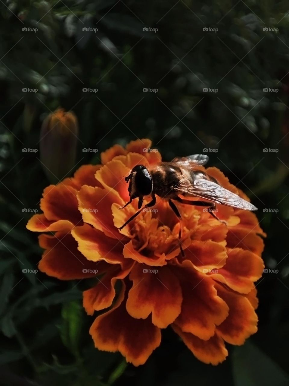 Macro photo of a bee on flowering grass