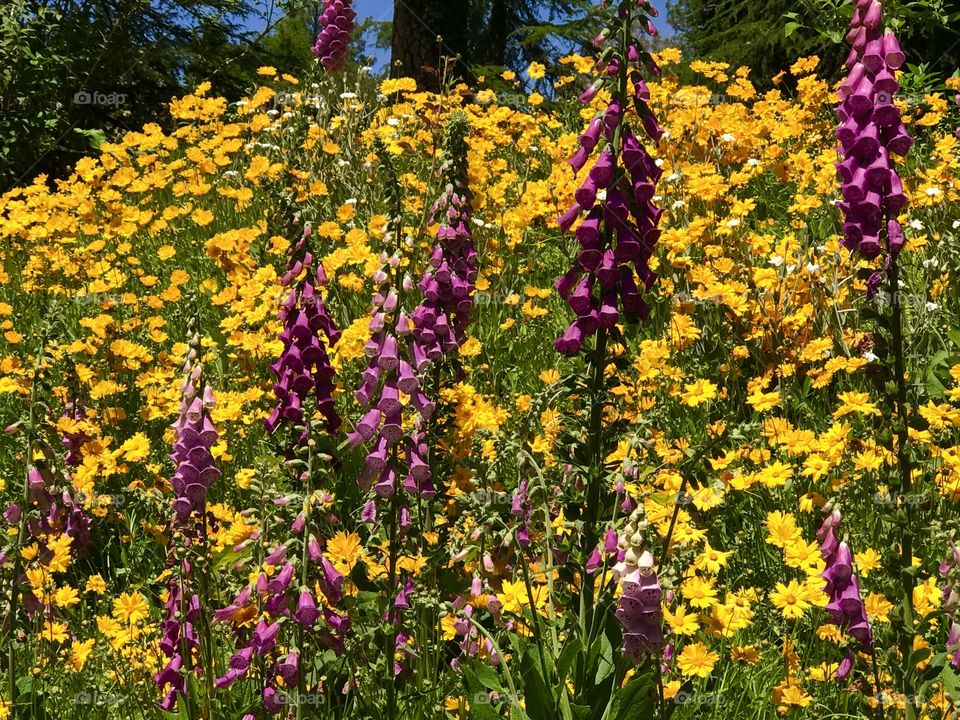 Foxgloves 2