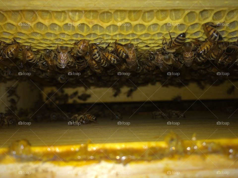 A Look Inside the Hive