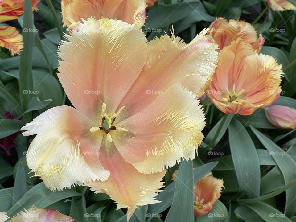 Feather tipped peach and lemon Springtime Tulip 🌷