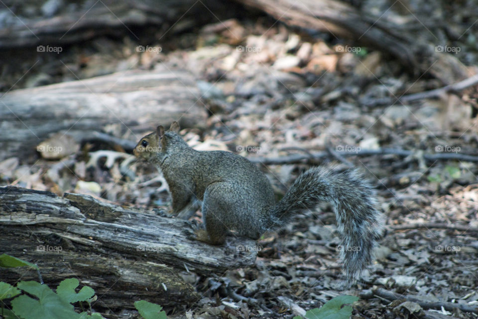 Squirrel