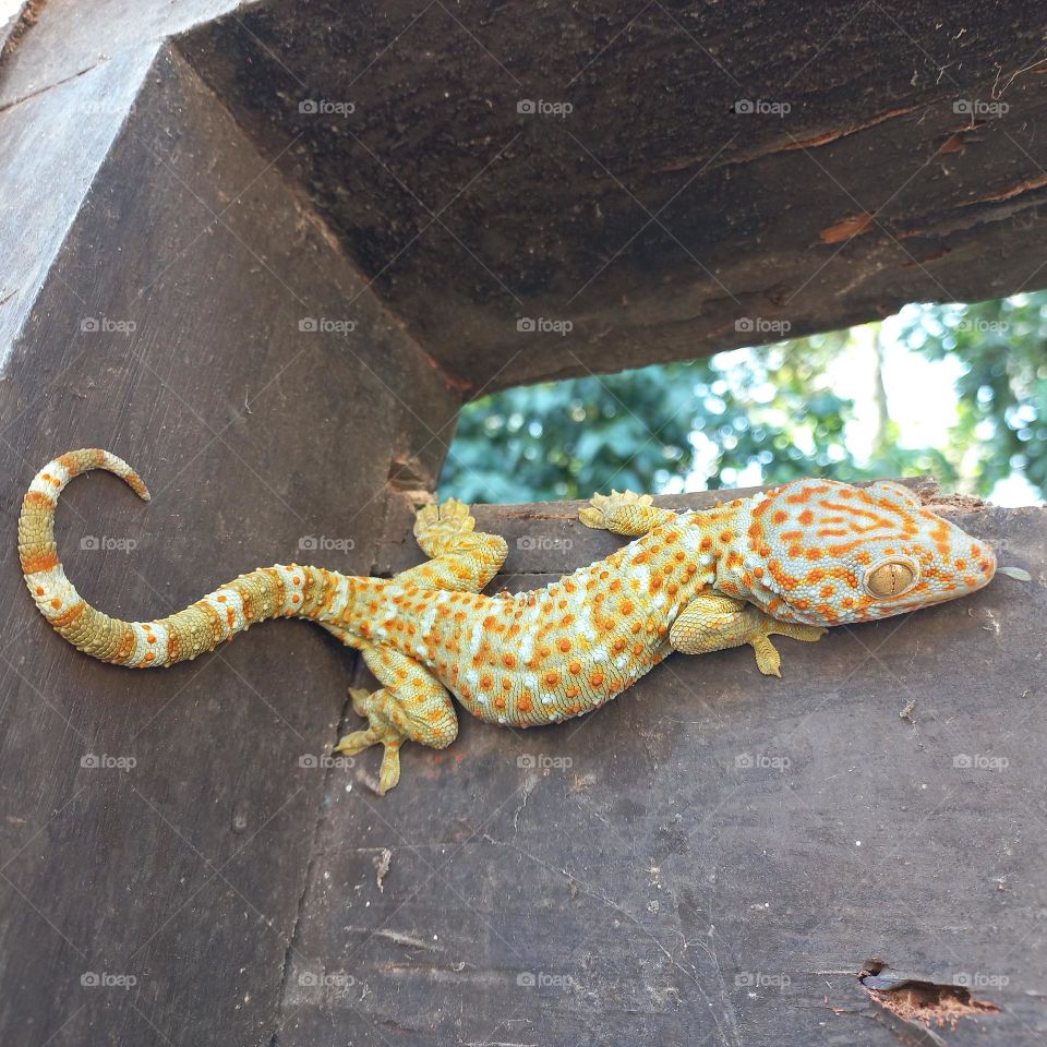 The house gecko or by the layman simply called the gecko is a type of lizard from the genus Gekko, tribe Gekkonidae. It is called the house gecko because this gecko is very often found in the human environment