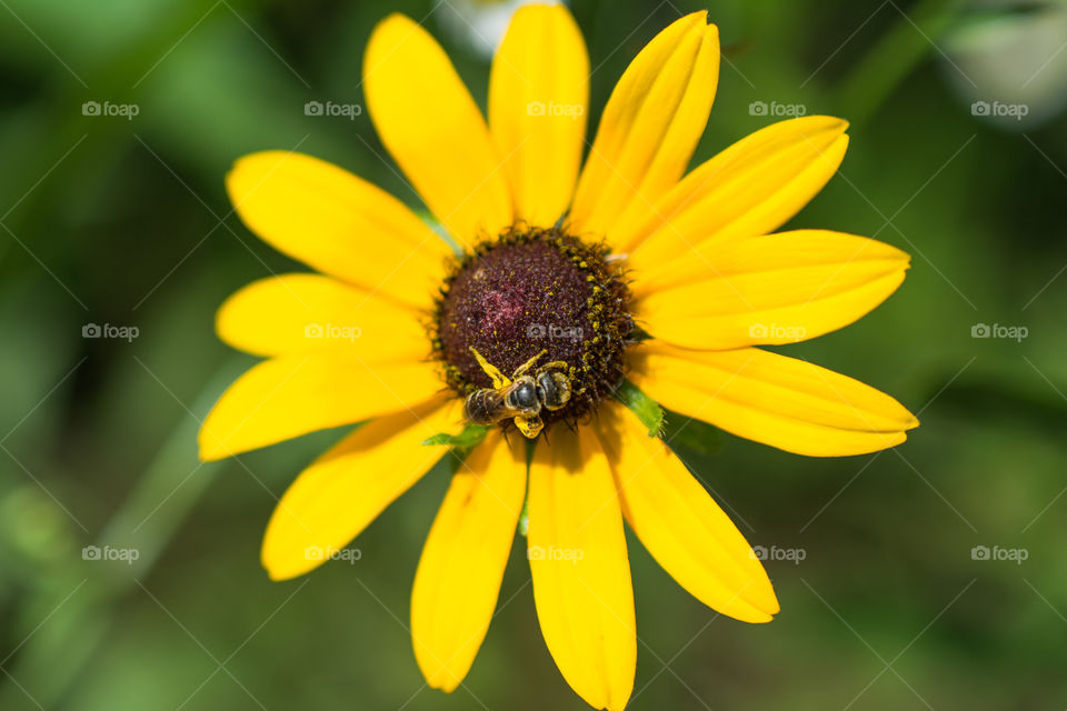 Black Eyed Susan Flower with Bee Collecting Pollen Up Close Macro