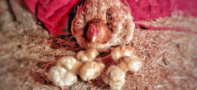 angery broody hen
