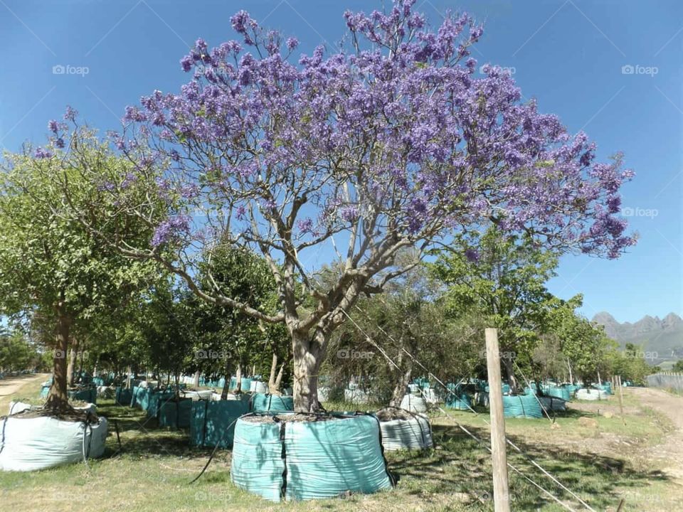 coool tree 🌼💝💟🌹🌳🌲🌴