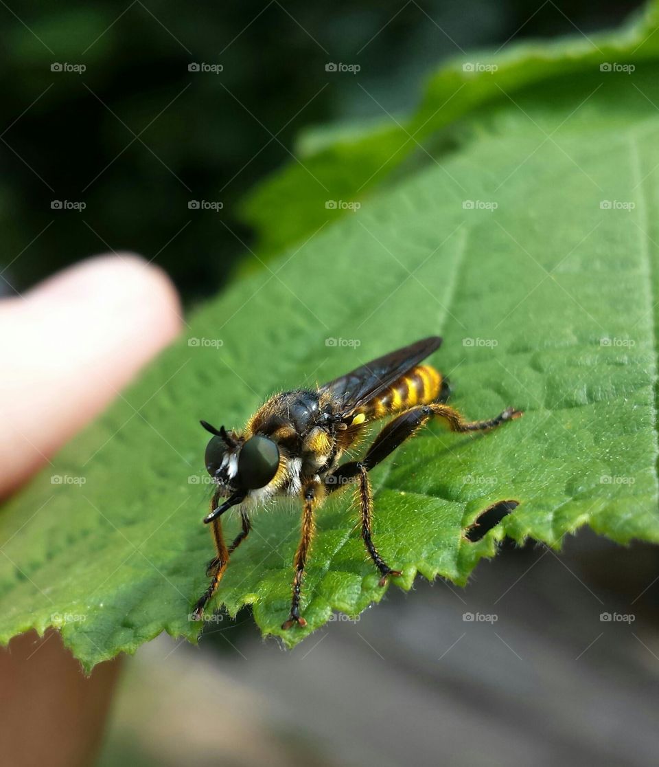 Hoverfly on green leaf