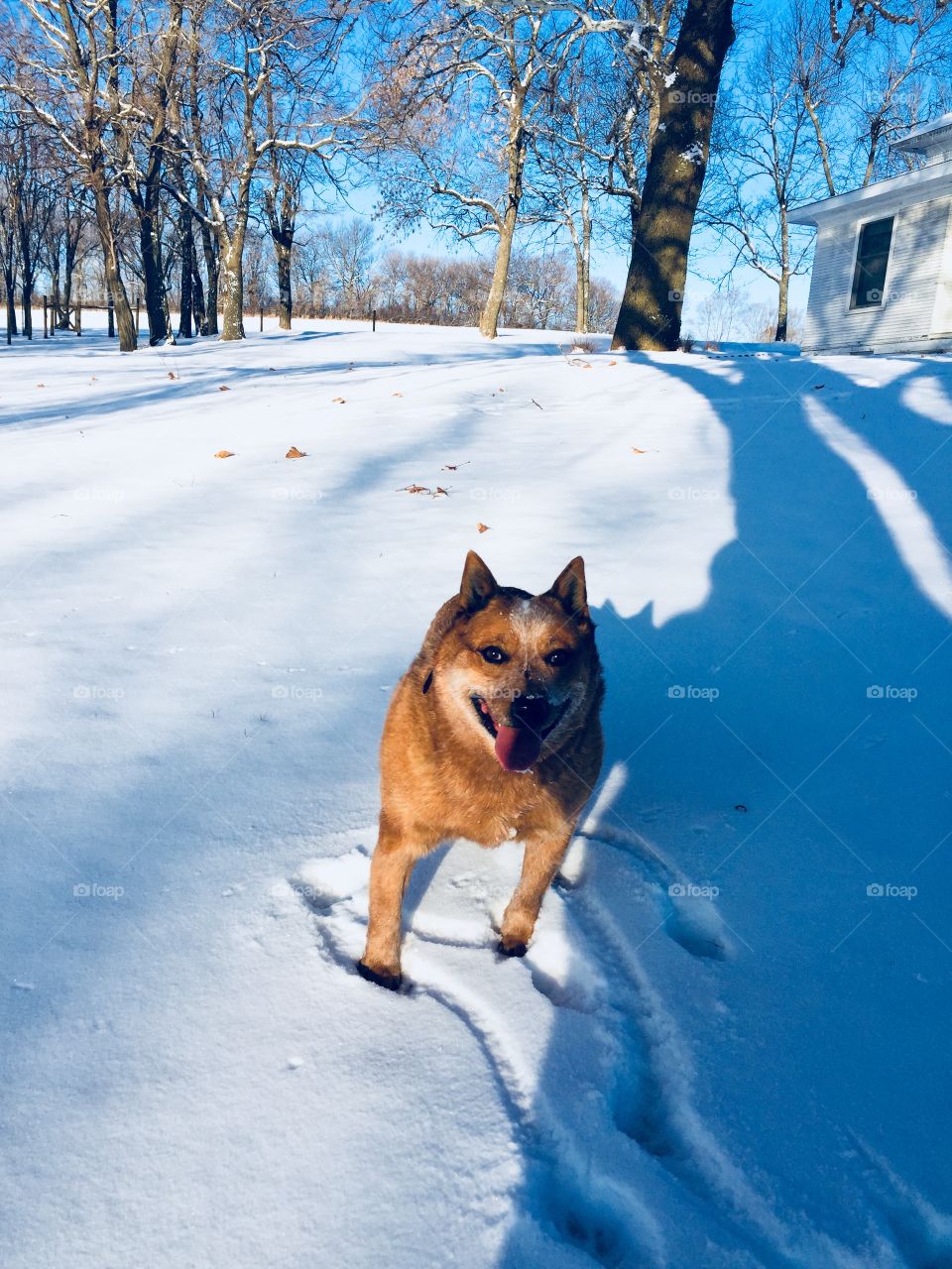 A very happy Red Heeler / Australian Cattle Dog stops playing to pose for a photo next to long blue shadows  in the snow on a sunny day 
