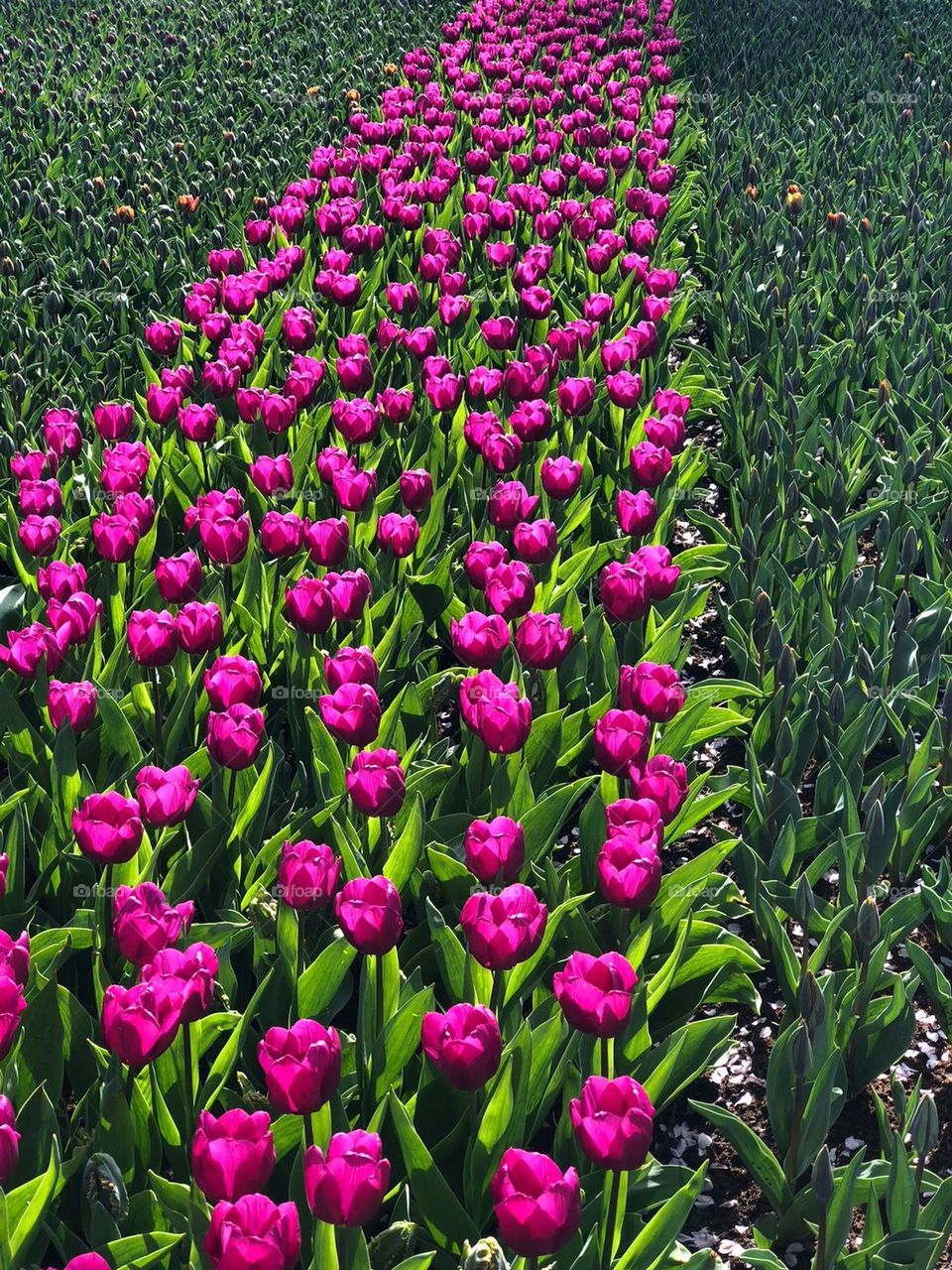 Rows of purple tulips