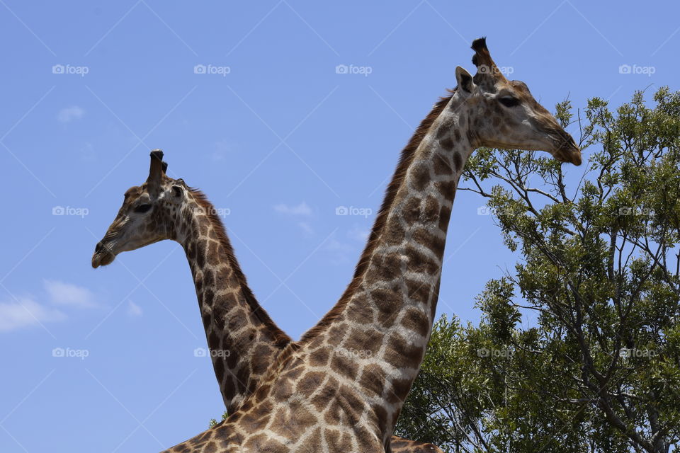 Giraffe in the Timbavati Nature Reserve, Greater Kruger Park, South Africa