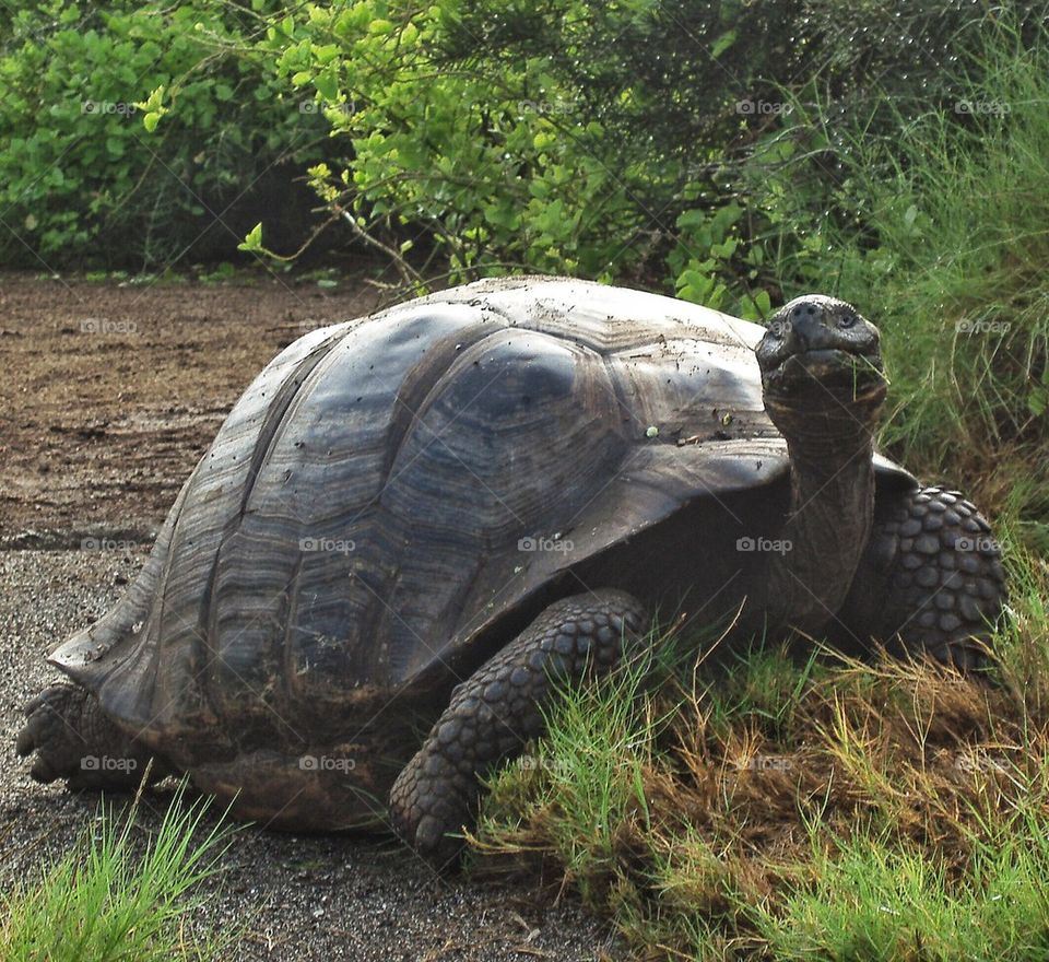 Turtle posing 