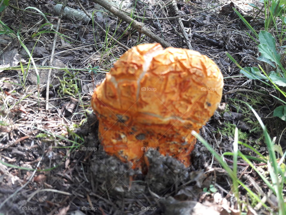Weird mushroom