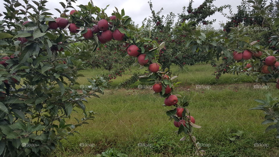 apple tree