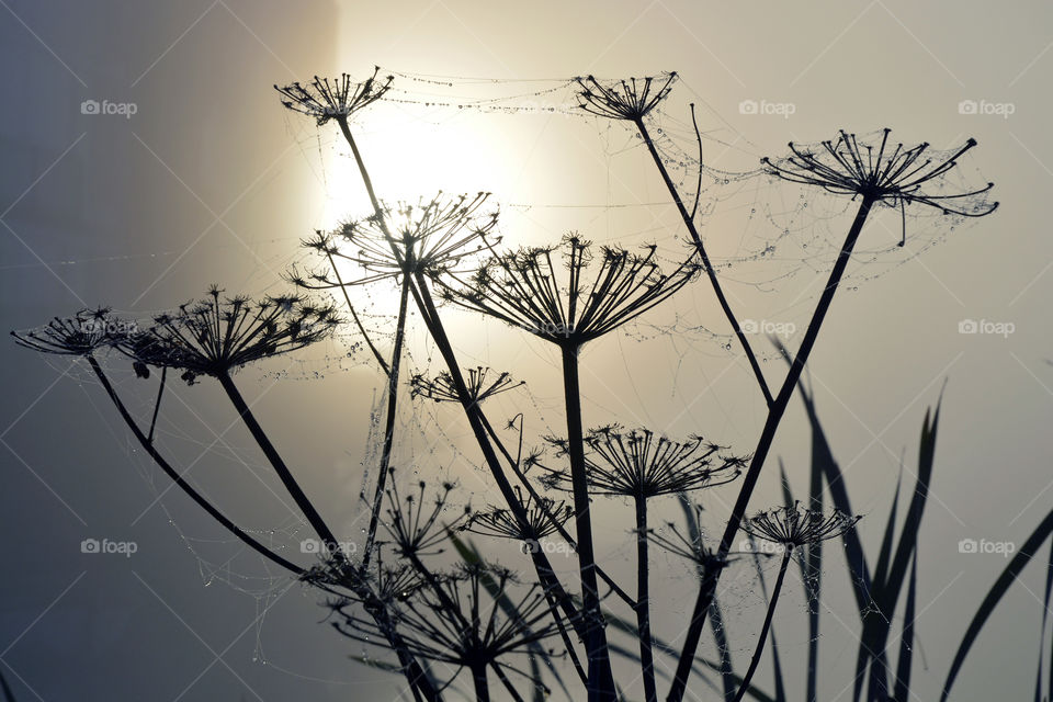 No Person, Silhouette, Nature, Sky, Weed