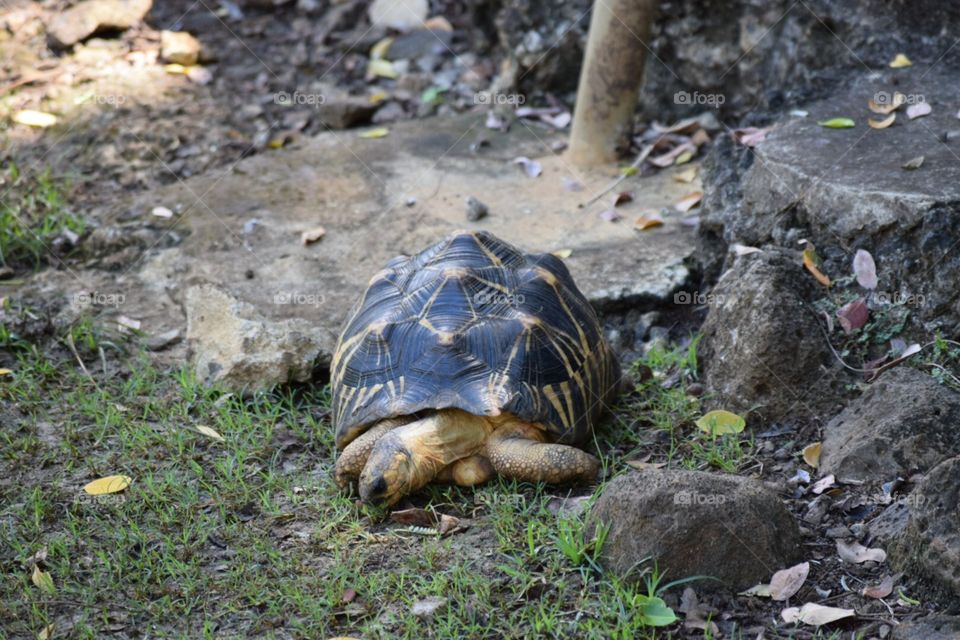 Turtle Mauritius 