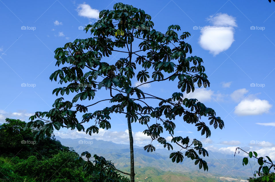 Tree on the top of the mountains with blue sky