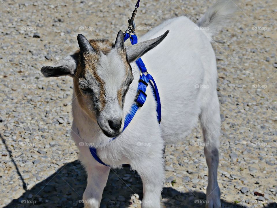 Animals captured on Camera - A kid goat is being leisurely walked around a plant nursery by his owner. Unlike dogs, goats tend not to please their owners. 