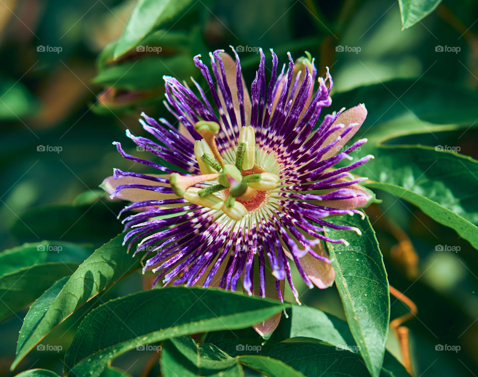 Portrait of plant - Purple passion flower