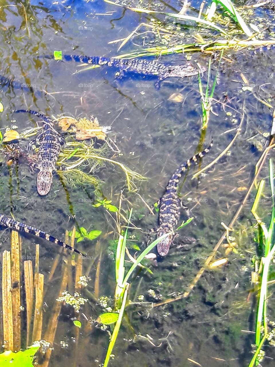 Group of Swimming Alligators