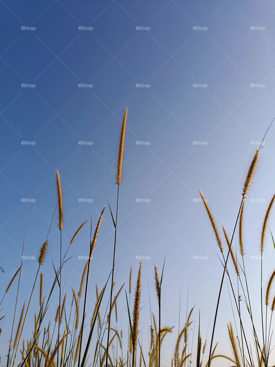 The mission grass on blue sky background.A view of the mission grass (Pennisetum polystachion) in the morning.