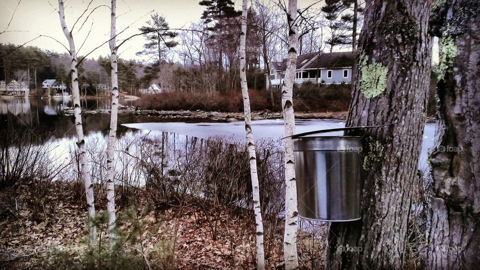 Maple sugaring in the northeast