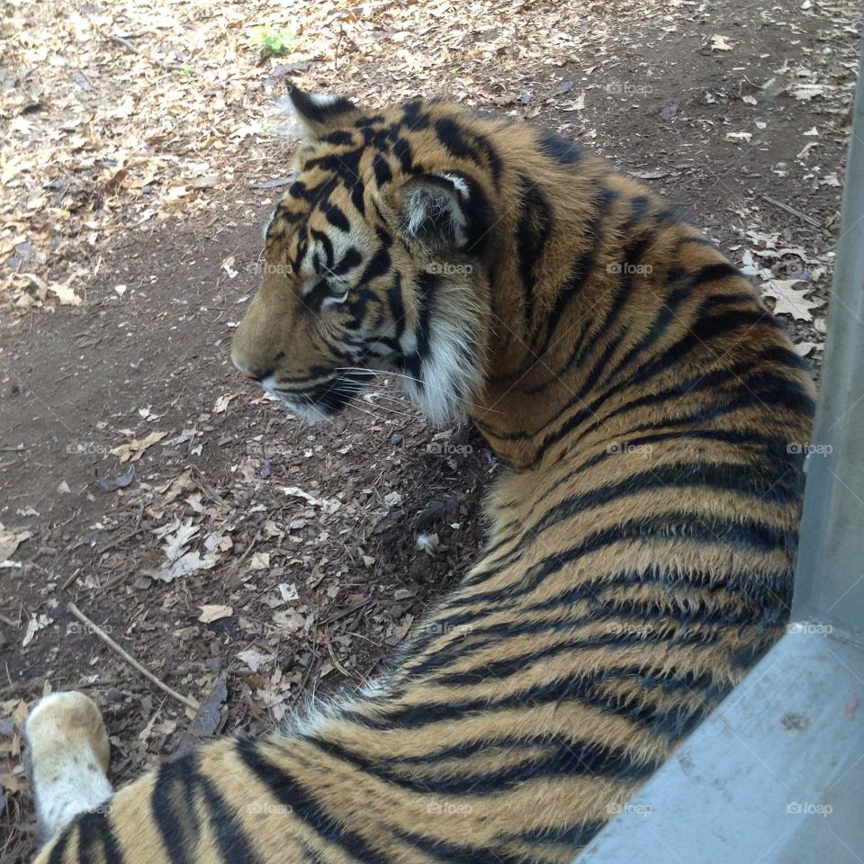 All that is separating myself from the tiger is a pane of glass.