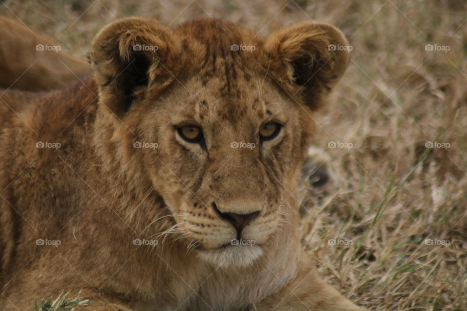 Beautiful eyes, unique animal - it’s a lion in the Serengeti!