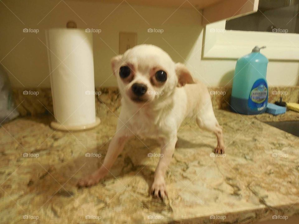 Miniature Chihuahua standing on the kitchen counter.