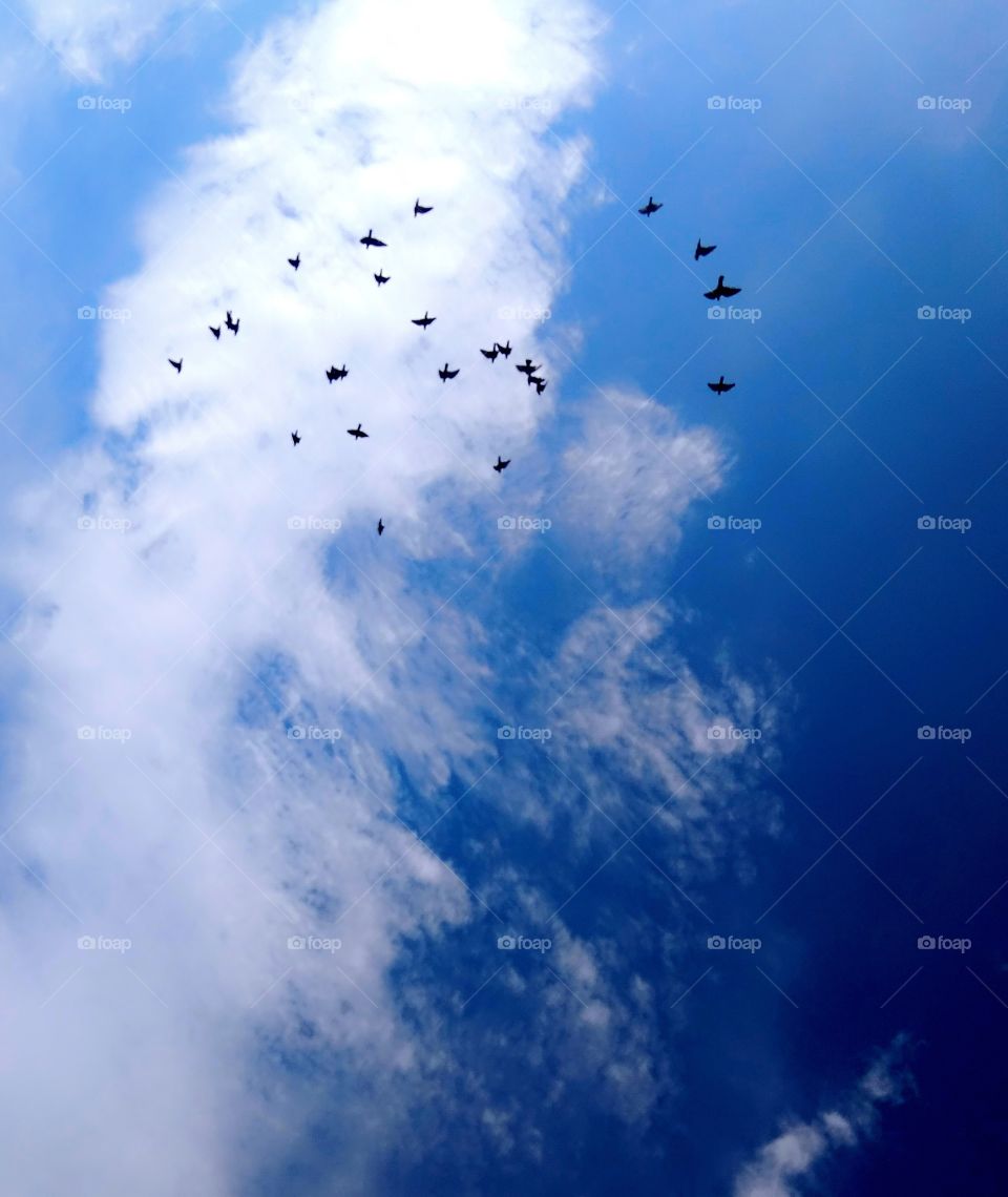 blue sky and pigeons race when them fly on