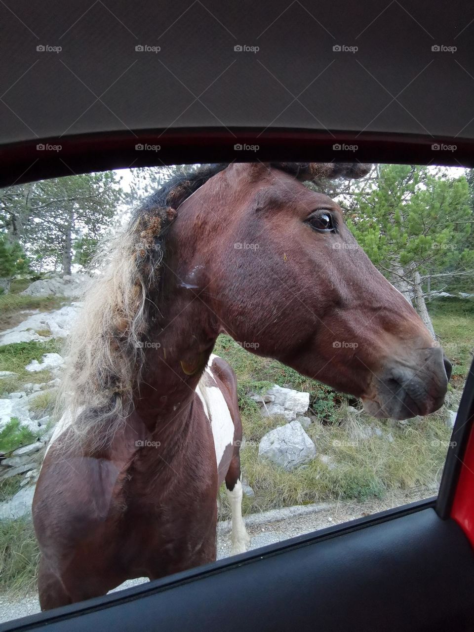 Nice horse portrait. The horse looks at us through the glass of the car.