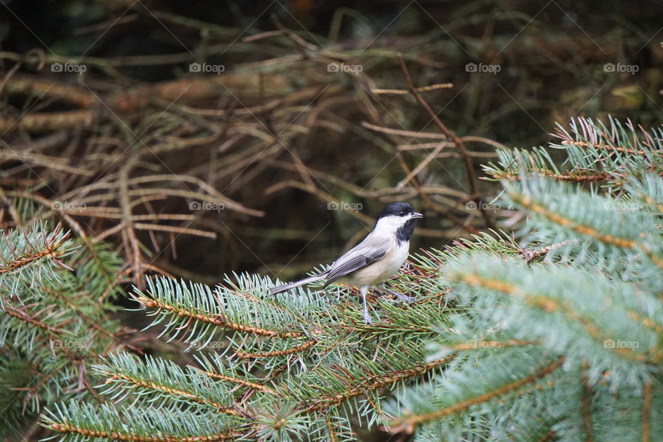 Chickadee-dee-dee-dee 🎶